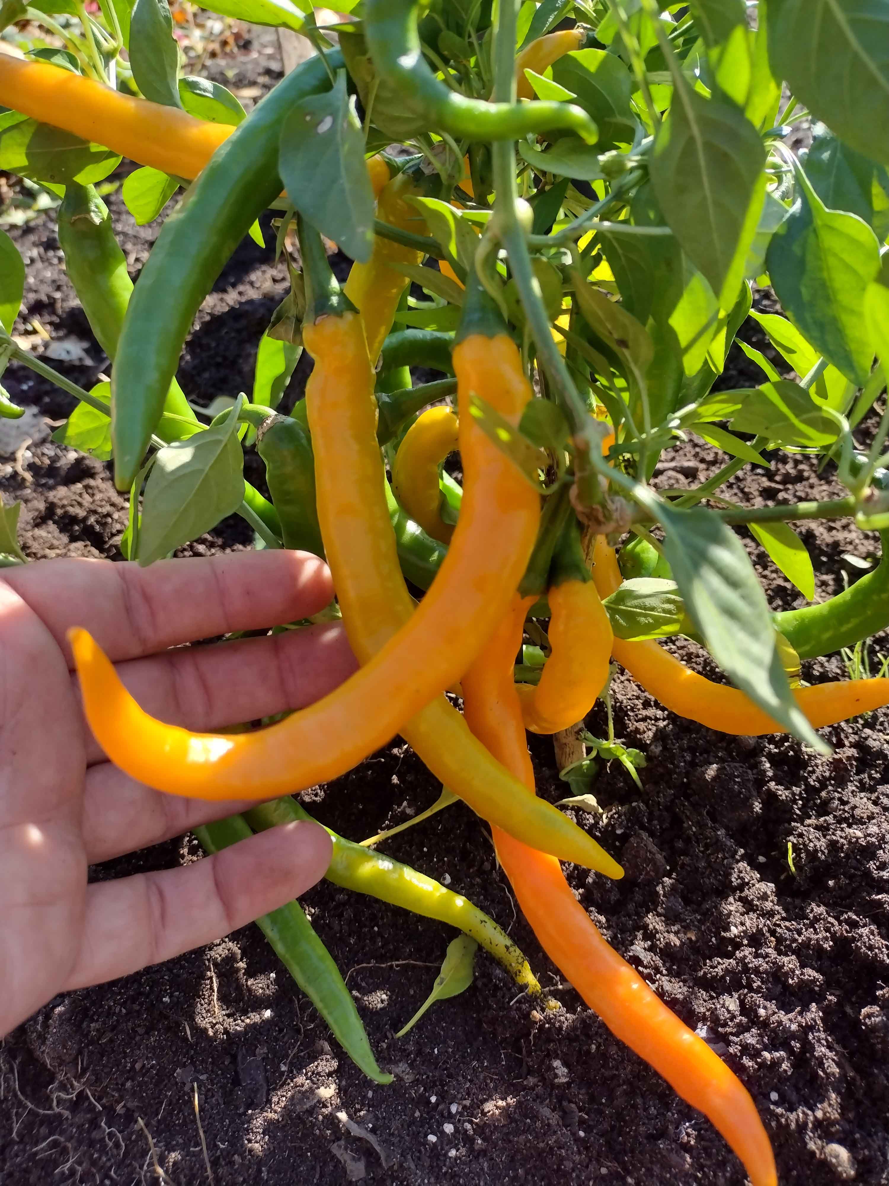 ATAHETAS×W. P 鉄鉢 検(spicygem botanize) ATAHETAS×W. P 鉄鉢 検(spicygem botanize) 2025年最新】spicygem 鉢の人気