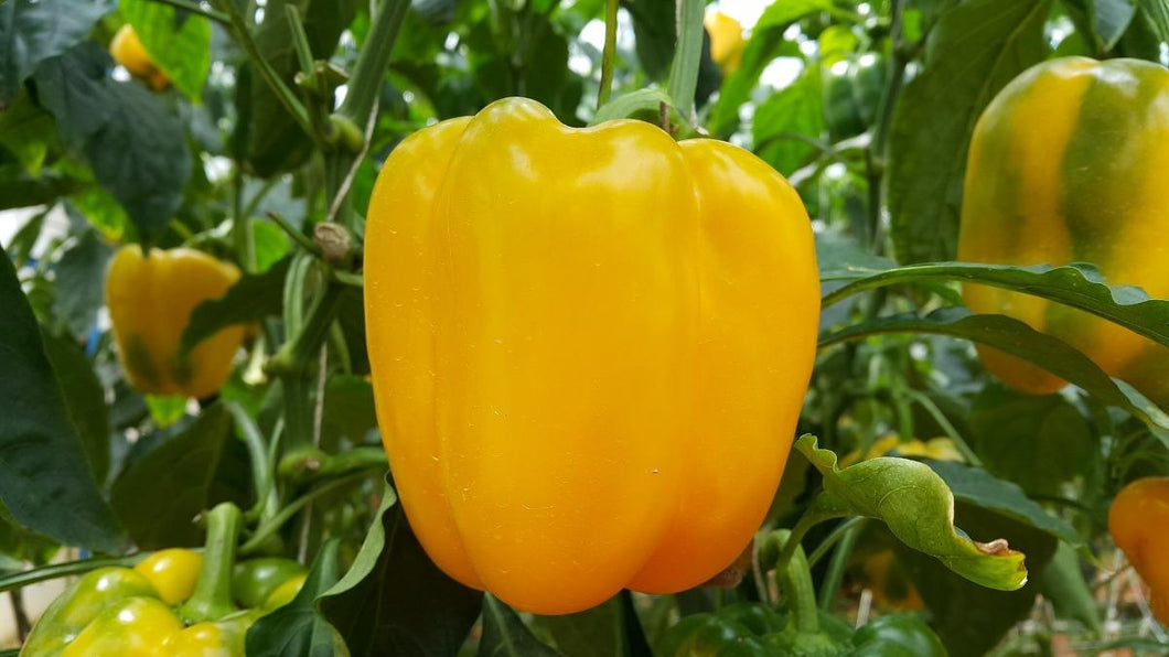 Yellow Bell Pepper Sunbright