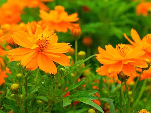Grande Cosmos Orange