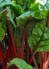 Load image into Gallery viewer, Redruby Swiss Chard
