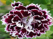 Charger l&#39;image dans la galerie, Dianthus Noir et blanc Minstrel – Rose chinoise *
