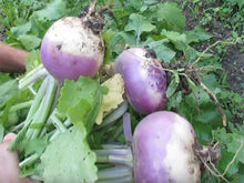 Load image into Gallery viewer, White Turnip with Purple Collar
