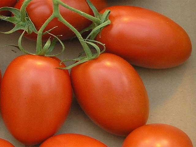Tomate Italienne Roma