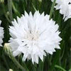 Load image into Gallery viewer, White Centaurea
