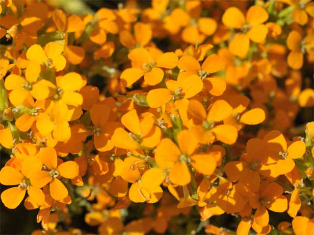 Siberian wallflower online