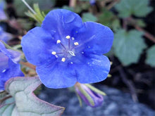 Load image into Gallery viewer, California Bluebell
