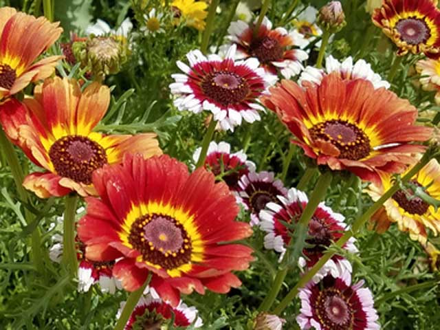 Chrysanthème tricolore - Marguerite peinte