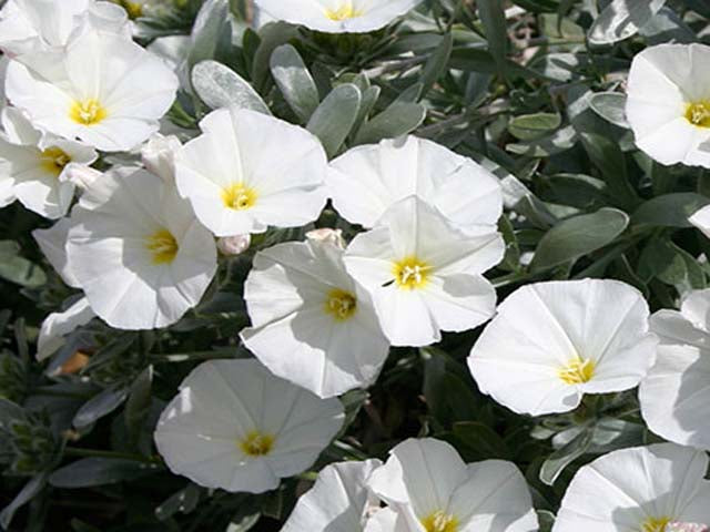 White Morning Glory – vegetomix