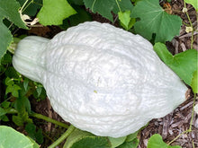 Load image into Gallery viewer, Blue Hubbard Winter Squash
