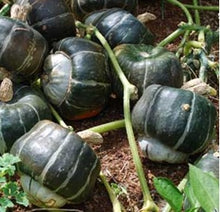 Load image into Gallery viewer, Buttercup Squash
