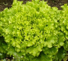 Load image into Gallery viewer, Grand Rapids Curly Lettuce
