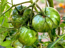 Load image into Gallery viewer, Green Zebra Tomato
