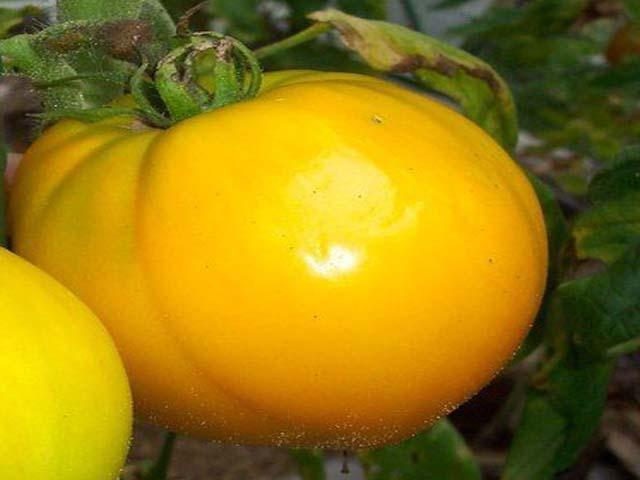 Tomate jaune dorée Jubilee