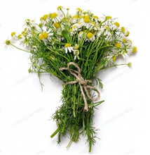 Load image into Gallery viewer, German Chamomile
