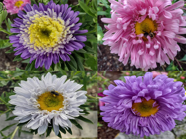 Aster de Chine houppette