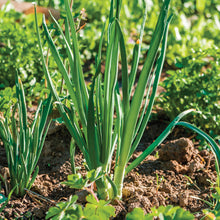 Load image into Gallery viewer, Green onion shallot Evergreen
