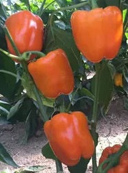 Orange Sunsweet bell pepper