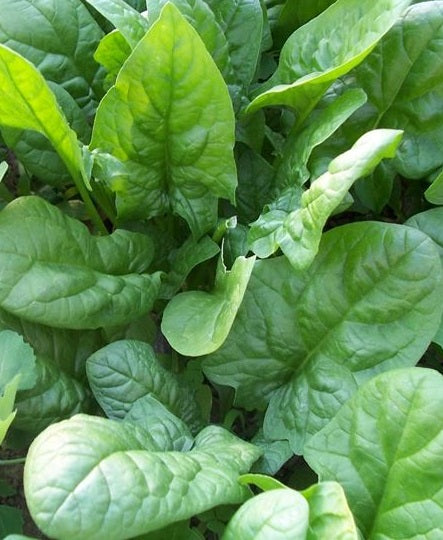 Giant Spinach