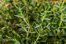 Load image into Gallery viewer, Common Thyme
