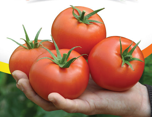 Ace55 tomato – vegetomix