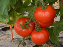Load image into Gallery viewer, Ace55 tomato
