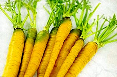 Yellow Sun Carrot