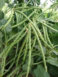 Black-eyed Pea – vegetomix