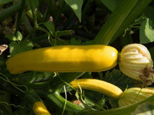 Charger l&#39;image dans la galerie, Zucchini jaune dorée

